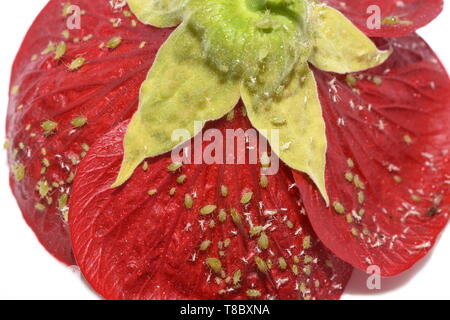 Aphids in different stages on a red abutilon flower Stock Photo