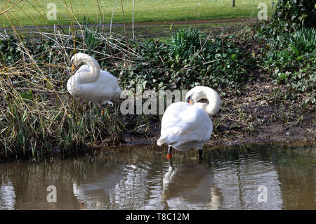 A pair of mute swans preening themselves on the bank of the River Avon, Christchurch, Dorset Stock Photo