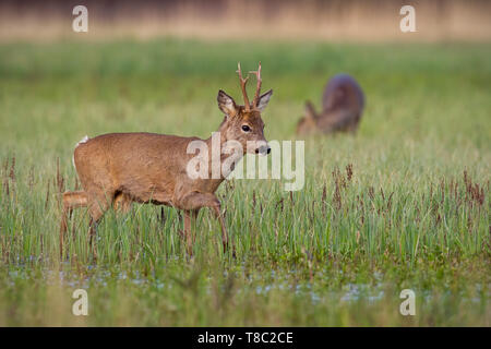 Roe deer, capreolus capreolus, buck in winter coat in spring walking on a green flooded meadow with blurred doe grazing in background. Wild animal in  Stock Photo