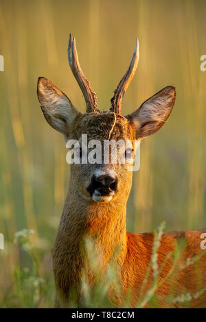 Close-up of roe deer, capreolus capreolus, buck standing in last evening sun rays in summer in tall grass. Wild roebuck with vegetation parts on antle Stock Photo