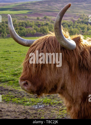 Headshot of an orange long-horned Highland cow with a long fringe in a green field in Glen Esk in the Highlands of Scotland Stock Photo