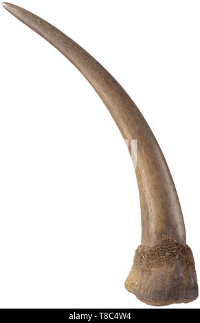 A magnificent rhinoceros horn, East Africa, 19th century Unusually sturdy, very evenly grown horn of a stately black rhinoceros (diceros bicornis). Slightly polished, at the base rough surface left in its natural state with intact underside. Length along the exterior curve 83 cm, weight 4,600 g. CITES certificates available. Rhinoceros horns of this size have become extremely rare. Due to the omnipresent poaching and the limitation of the biospheres in the African savannah, wild living rhinoceroses rarely develop such stately horns today. Please , Additional-Rights-Clearance-Info-Not-Available Stock Photo