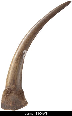 A magnificent rhinoceros horn, East Africa, 19th century Unusually sturdy, very evenly grown horn of a stately black rhinoceros (diceros bicornis). Slightly polished, at the base rough surface left in its natural state with intact underside. Length along the exterior curve 83 cm, weight 4,600 g. CITES certificates available. Rhinoceros horns of this size have become extremely rare. Due to the omnipresent poaching and the limitation of the biospheres in the African savannah, wild living rhinoceroses rarely develop such stately horns today. Please , Additional-Rights-Clearance-Info-Not-Available Stock Photo