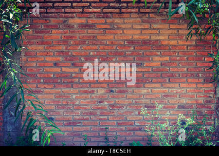 Vintage red brick wall background framed by tropical climbing plants Stock Photo