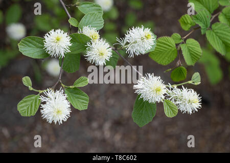 Fothergilla major Lodd. large mountain witch alder flowers, family: Hamamelidaceae, region: North America Stock Photo