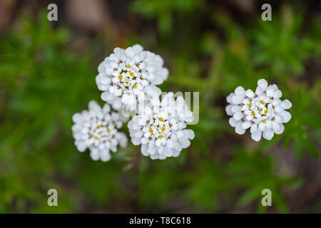 Iberis sempervirens, the evergreen candytuft or perennial candytuft blooming flowers, family: Brassicaceae, native to southern Europe. Stock Photo
