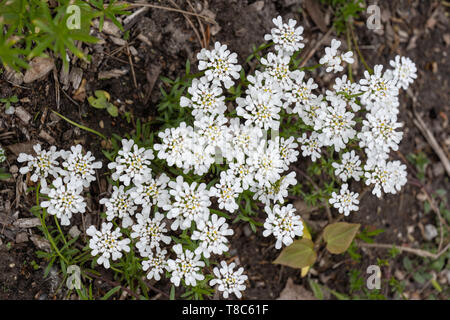 Iberis Sempervirens The Evergreen Candytuft Or Perennial Candytuft Blooming Flowers Family Brassicaceae Native To Southern Europe Stock Photo Alamy