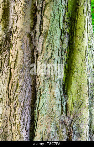 background texture of large old tree growing in british park. Stock Photo
