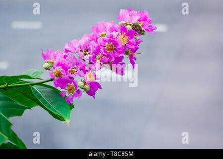 Inthanin, Queen's flower, large tree with beautiful purple flowers and hard shell brown seeds. Stock Photo