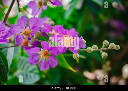 Inthanin, Queen's flower, large tree with beautiful purple flowers and hard shell brown seeds. Stock Photo