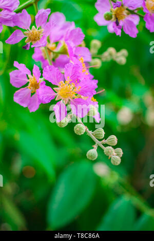 Inthanin, Queen's flower, large tree with beautiful purple flowers and hard shell brown seeds. Stock Photo