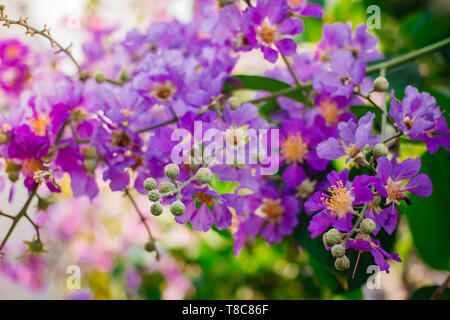 Inthanin, Queen's flower, large tree with beautiful purple flowers and hard shell brown seeds. Stock Photo