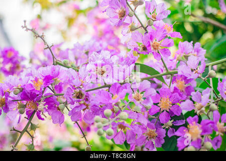 Inthanin, Queen's flower, large tree with beautiful purple flowers and hard shell brown seeds. Stock Photo