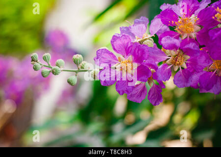 Inthanin, Queen's flower, large tree with beautiful purple flowers and hard shell brown seeds. Stock Photo