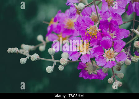 Inthanin, Queen's flower, large tree with beautiful purple flowers and hard shell brown seeds. Stock Photo