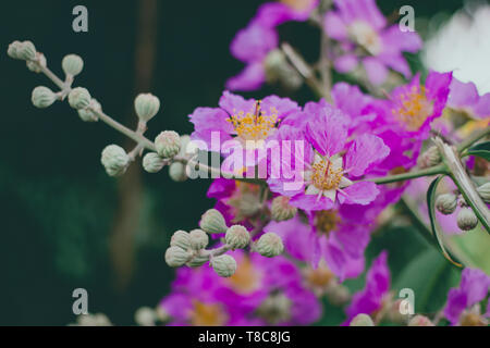 Inthanin, Queen's flower, large tree with beautiful purple flowers and hard shell brown seeds. Stock Photo