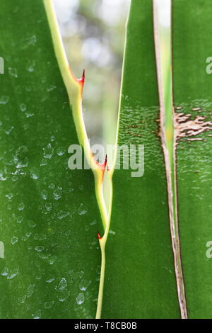 Closeup on sharp red thorns on agave plant Stock Photo