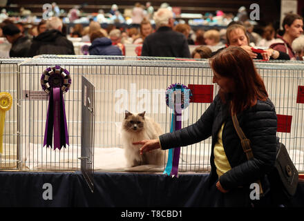 Athena Orea, the blue point ragdoll cat, with owner Maggi Fenwick from Dundee at the Nor' East of Scotland Cat Club and the Siamese Cat Society of Scotland championship show held at the Caird Hall in Dundee. Stock Photo