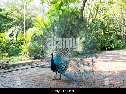 Peacock fanned out in  park at Kuala Lumpur, Malaysia Stock Photo