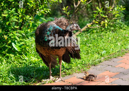 Peahen with young peachicks in park at Kuala Lumpur, Malaysia Stock Photo