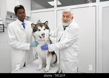 Happy veterinarians working with animals in modern clinic. Beautiful alaskan malamute sitting on white table. Doctors in white uniforms and medical gloves stroking dog, looking at camera, smiling. Stock Photo