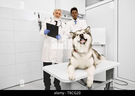 Two cheerful and professional veterinarians standing behind big dog in medical cabinet of vet clinic. Beautiful and happy alaskan malamute lying on white table. Elderly doctor holding folder. Stock Photo