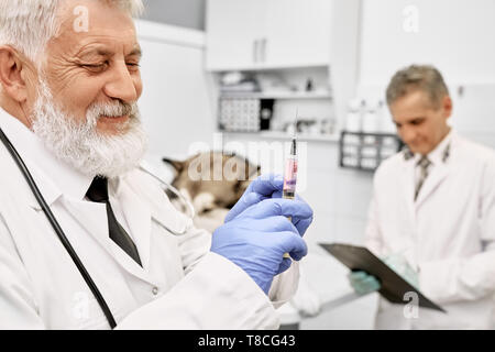 Professional vet doctor wearing in blue gloves and white medical gown. Bearded vet holding, looking at needle for dog injection. Assistant standing with folder near dog. Stock Photo