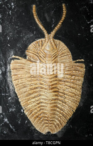 Fossil Cast Of Triarthrus beckii - an Upper Ordovician ptychopariid trilobite from New York State & Kentucky Stock Photo