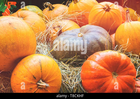 Orange and green pumpkins. Agricultural products on the hay Stock Photo