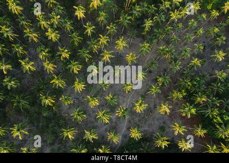 A forest of palm trees seen from above Stock Photo
