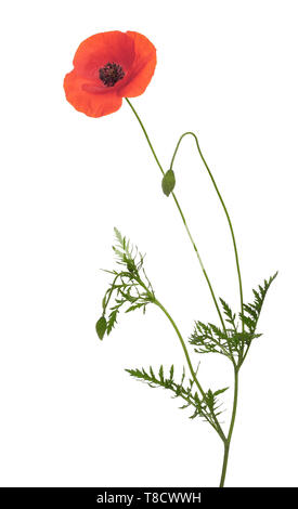 Wild red poppy flower, Papaver rhoeas, with long stem, buds and leaves, isolated on white background. Stock Photo