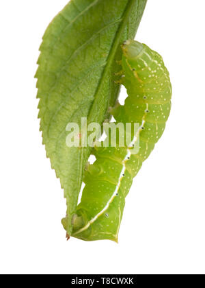 Green caterpillar with yellow, white and black markings. Amphipyra pyramidoides, Copper Underwing Moth larva, early instar. On leaf, isolated on white