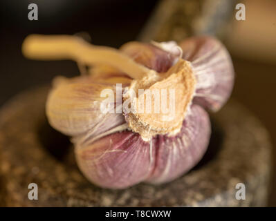 Garlic clove sitting in mortar with pestle food close up photograph Stock Photo