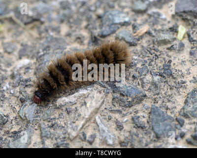Caterpillar of Amata phegea. Nine spotted tiger moth. Stock Photo