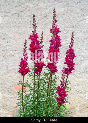Tall red snapdragon flowers outdoor in garden, with wall behind. Antirrhinum majus. Stock Photo