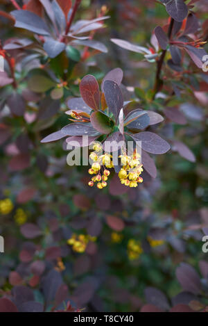 Berberis thunbergii atropurpurea shrub Stock Photo