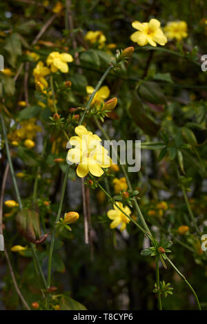 Jasminum mesnyi climber shrub Stock Photo