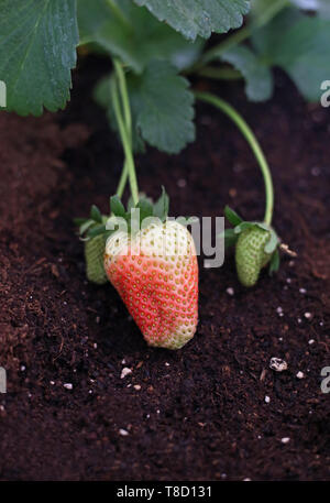 fresh unripe strawberries - half green and half red in the soil Stock Photo