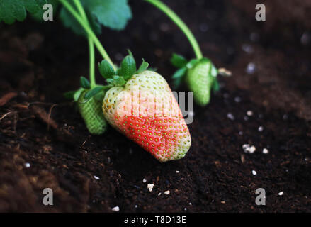 fresh unripe strawberries - half green and half red in the soil Stock Photo