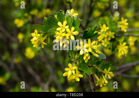 Ribes aureum, also known as golden currant, clove currant, pruterberry and buffalo currant, is blooming on early spring Stock Photo