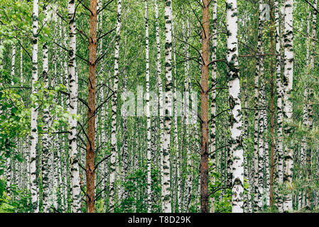 Two pine trees in birch grove. Background Stock Photo