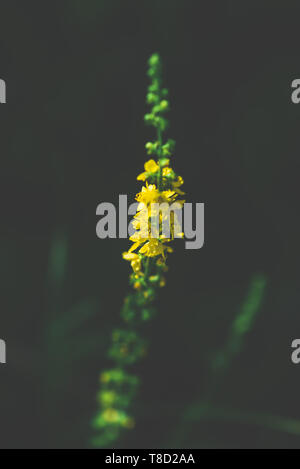 Stalk with yellow tiny flowers on dark blurred background Stock Photo