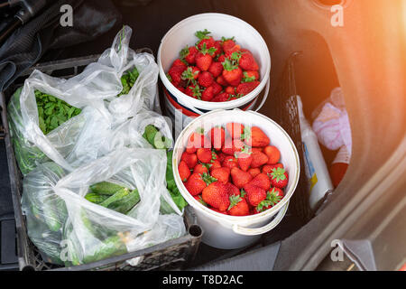 Close-up car trunk with fresh ripe organic vegetables and berries bought on farmers market. Red juicy sweet strawberries ,greenery and cucumbers in Stock Photo