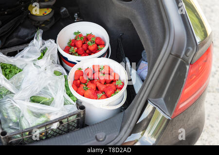 Close-up car trunk with fresh ripe organic vegetables and berries bought on farmers market. Red juicy sweet strawberries ,greenery and cucumbers in Stock Photo