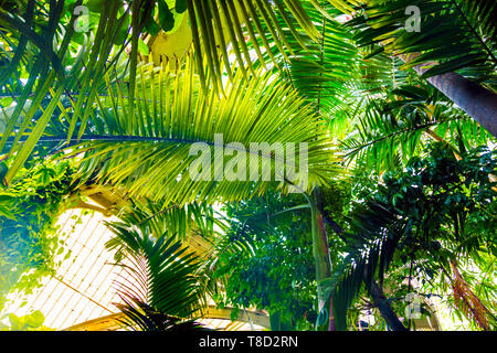 Palm tree leaves from below, interior of Palm House at Kew Gardens, London, UK Stock Photo