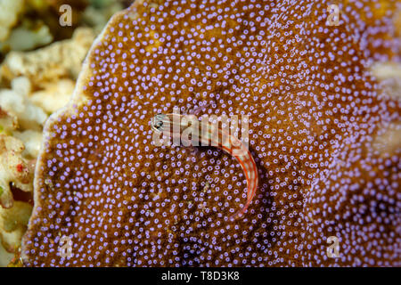 Striped Triplefin, Helcogramma striatum blenny hovers above staghorn coral polyps Stock Photo