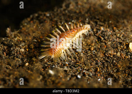 Closeup of Darklined Bristle Worm, or Fireworm, Chloeia fusca Stock Photo