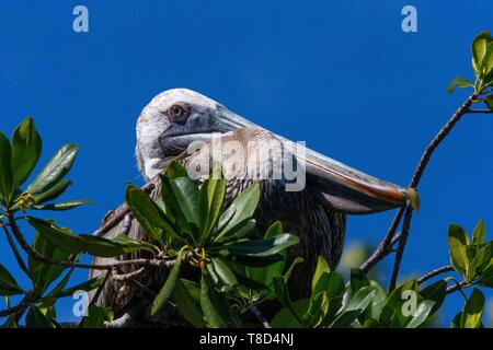 Cuba, Province of Cienfuegos, Cienfuegos, the Reserve Laguna de Guanaroca, pelican Stock Photo