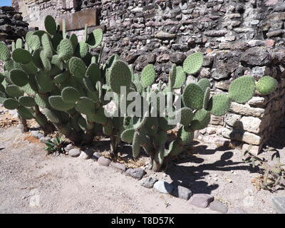 Tropical opuntia cactus plants in Mitla city at important archeological site of Zapotec culture in Oaxaca state, Mexico Stock Photo