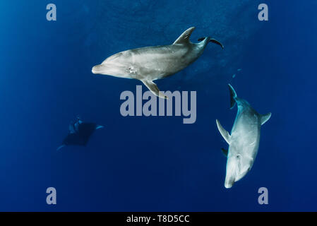 Bottlenose dolphins (Tursiops truncatus) and oceanic mantas swim together - underwater scenery of Revillagigedo Archipelago Stock Photo